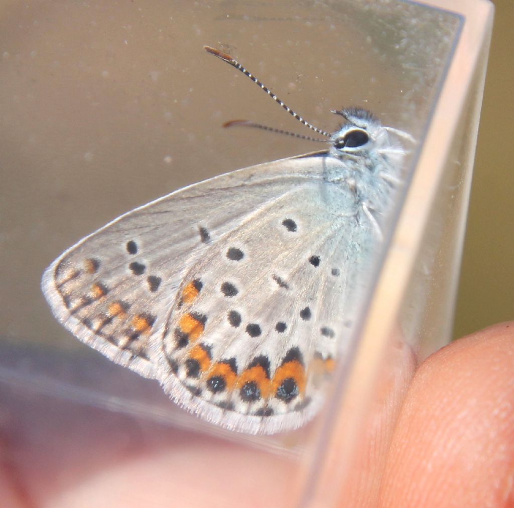 Plebejus argus/idas?  Plebejus sp.